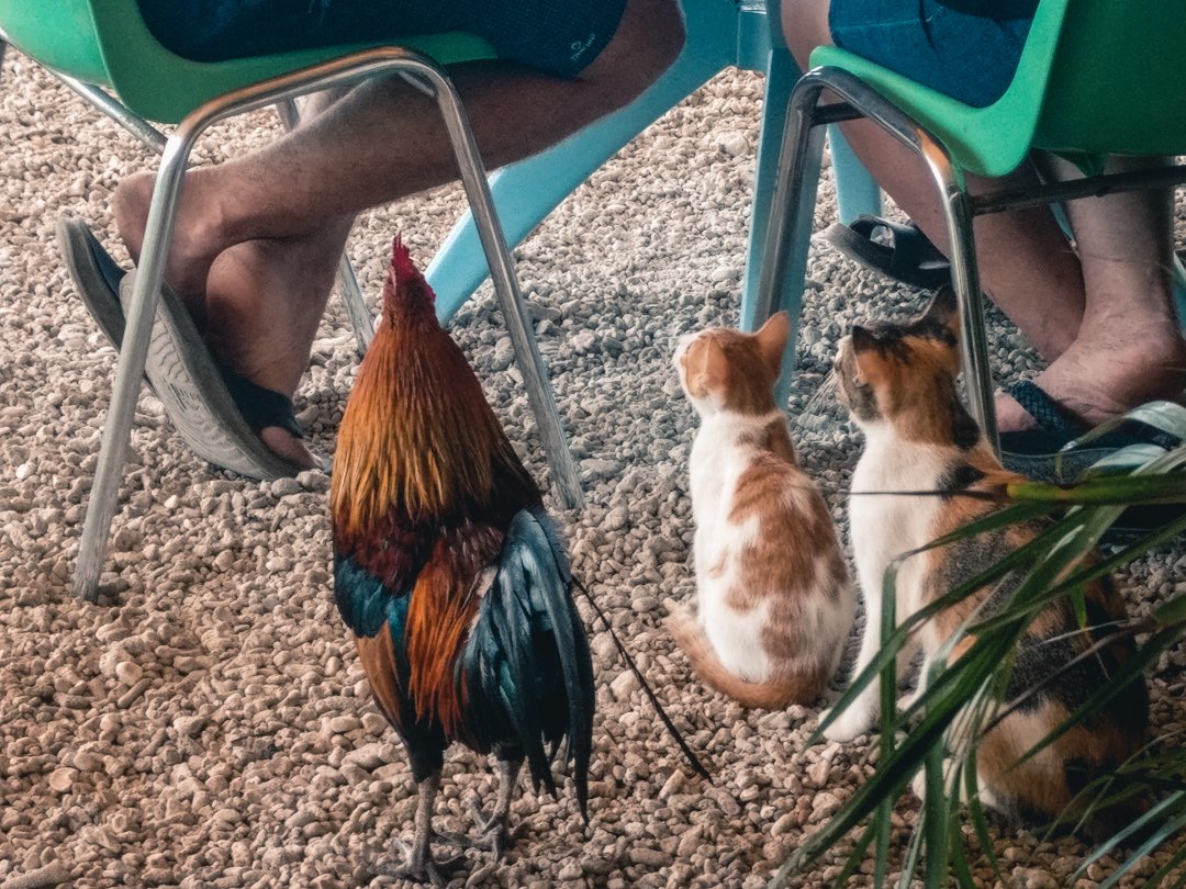 Un coq et deux chats surveillent des buveurs en terrasse
