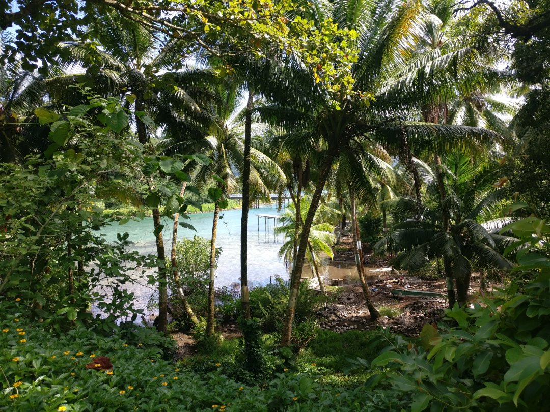 Rivière à travers la jungle