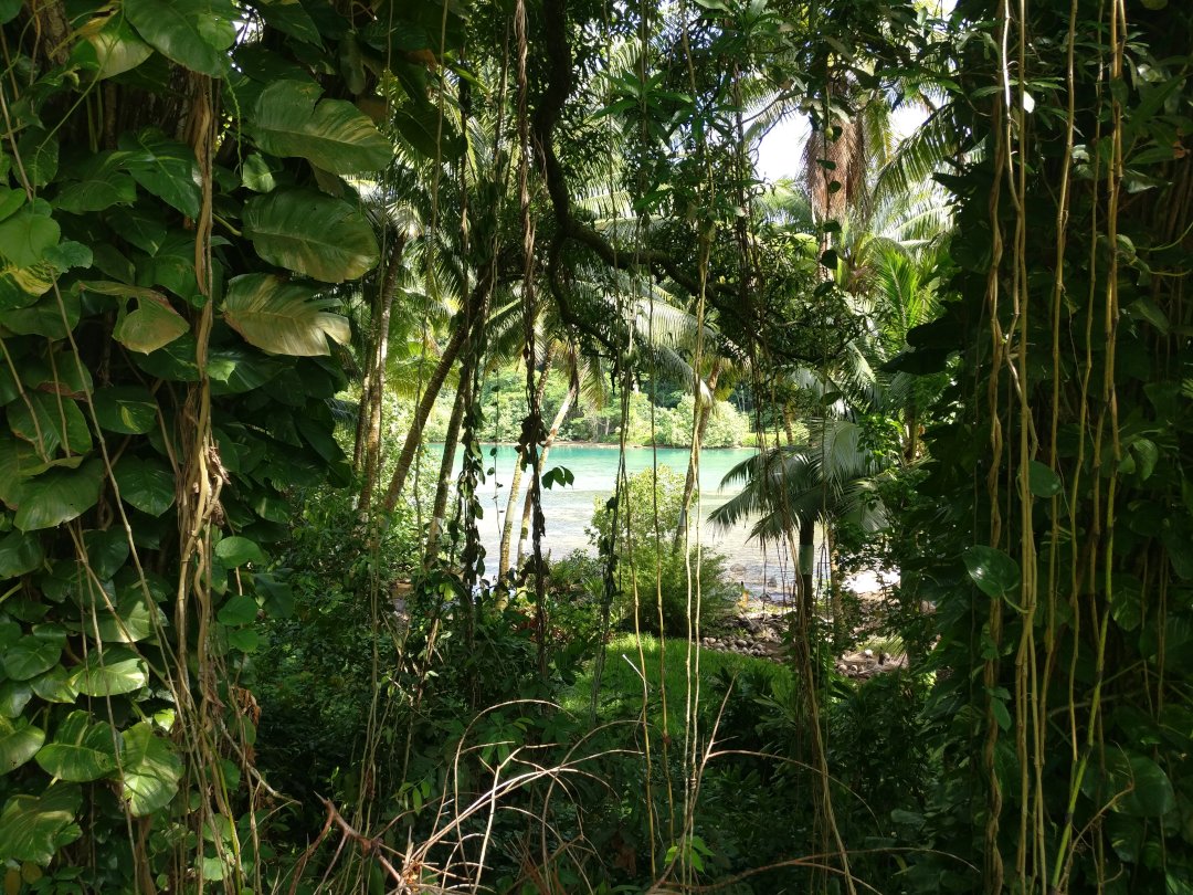 On distingue une rivière turquoise à travers la jungle tropicale