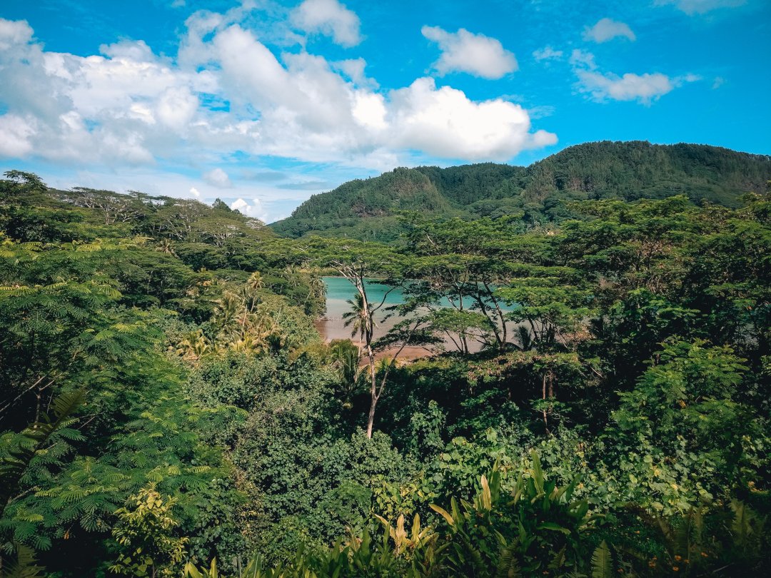 Une baie visible au delà de la végétation