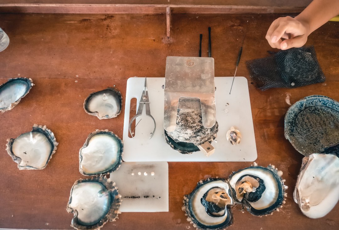 Un établi pour l&rsquo;extraction des perles des huîtres