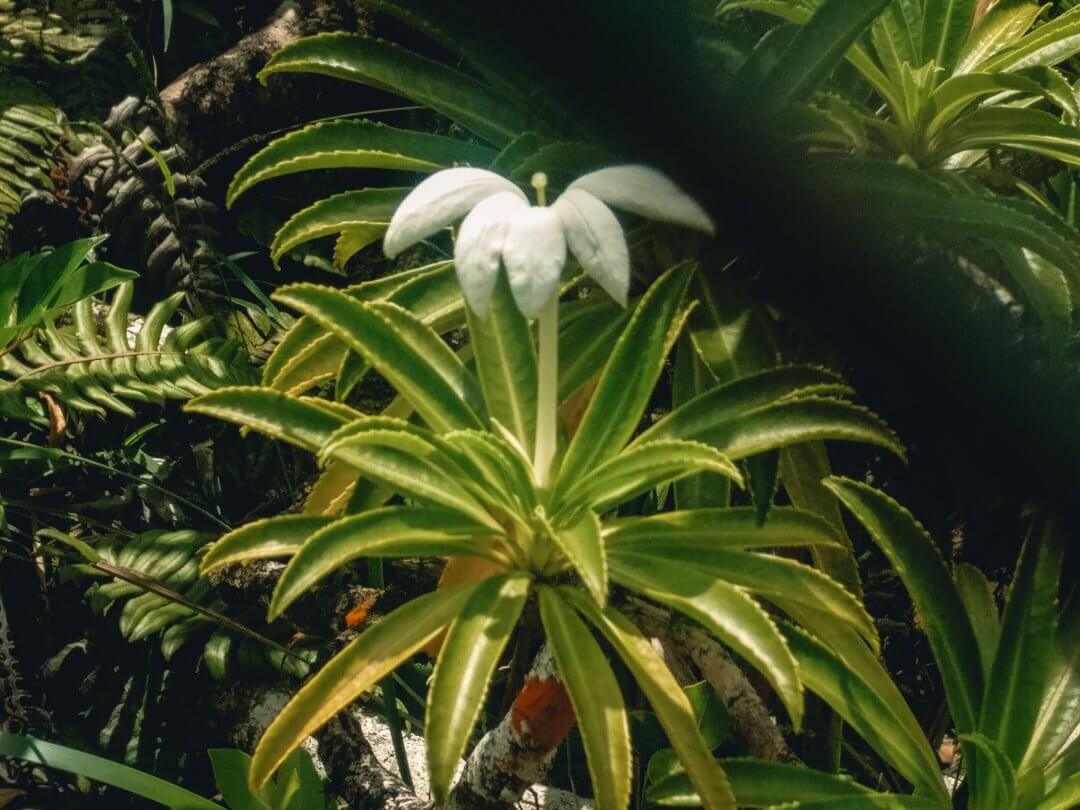 Close-up de la fleur apetahi fleur unique aux longues feuilles épaisses et pointues, dotée de cinq pétal blancs et tombants