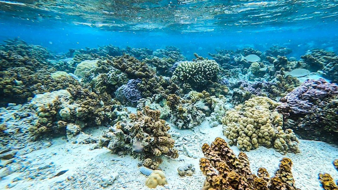 Un jardin de corail juste sous la surface