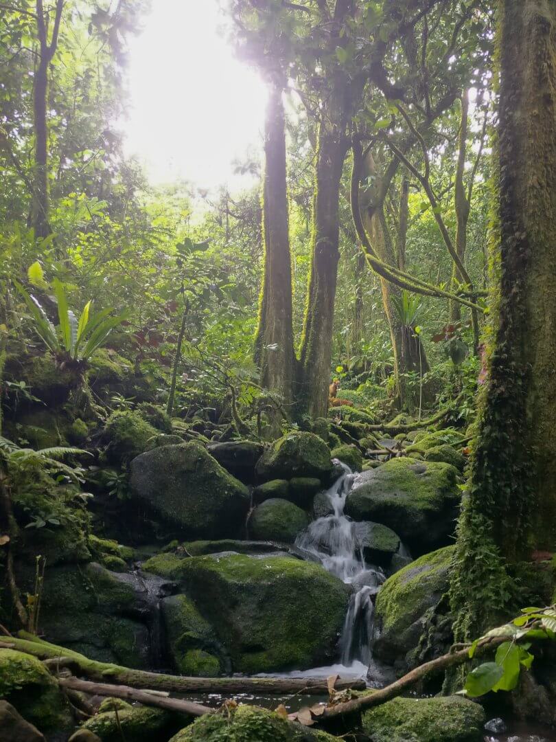 Deux chiens roux se tiennent en amont d&rsquo;un ruisseau dans une forêt tropicale dense